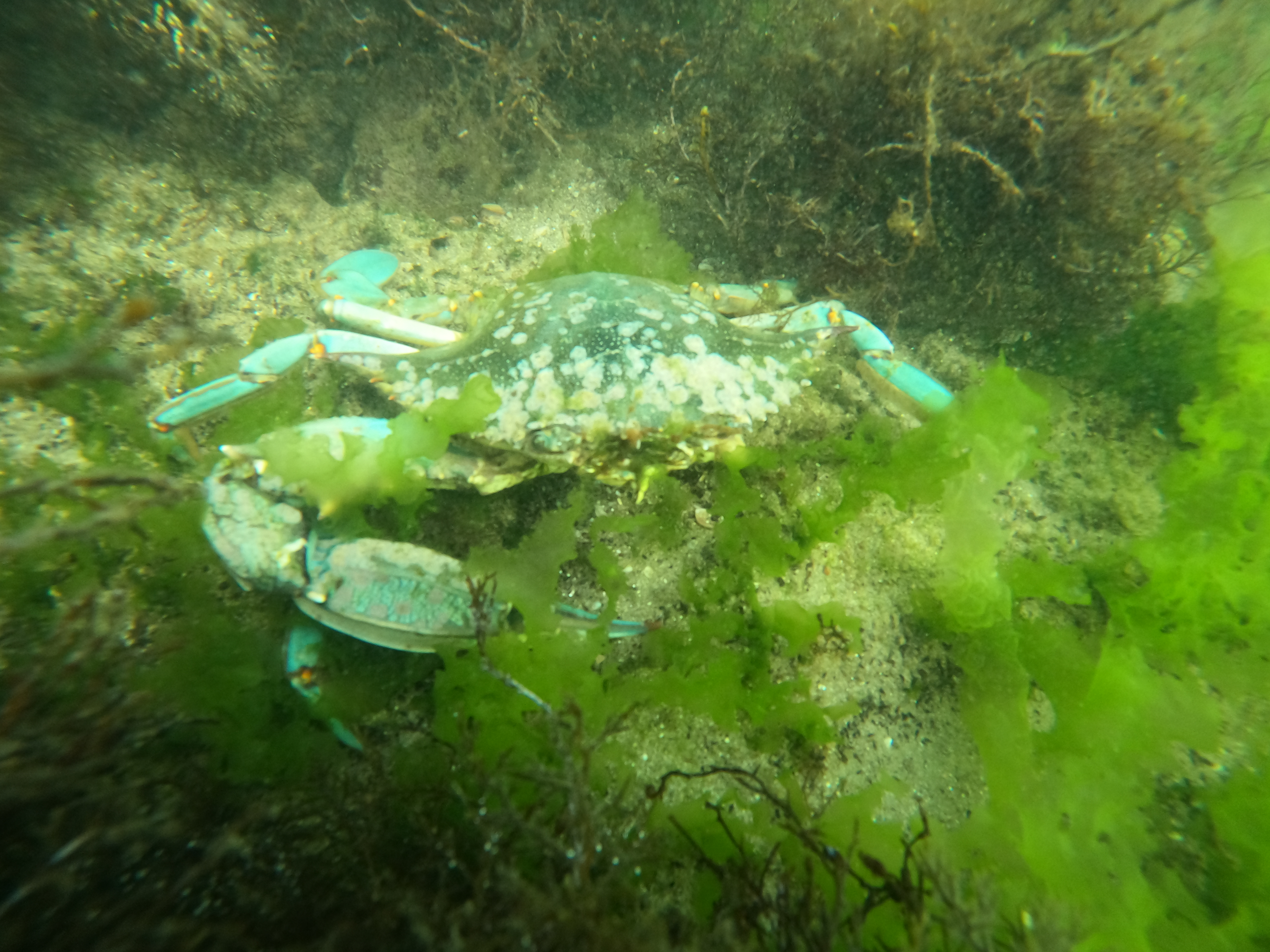 Blue crab