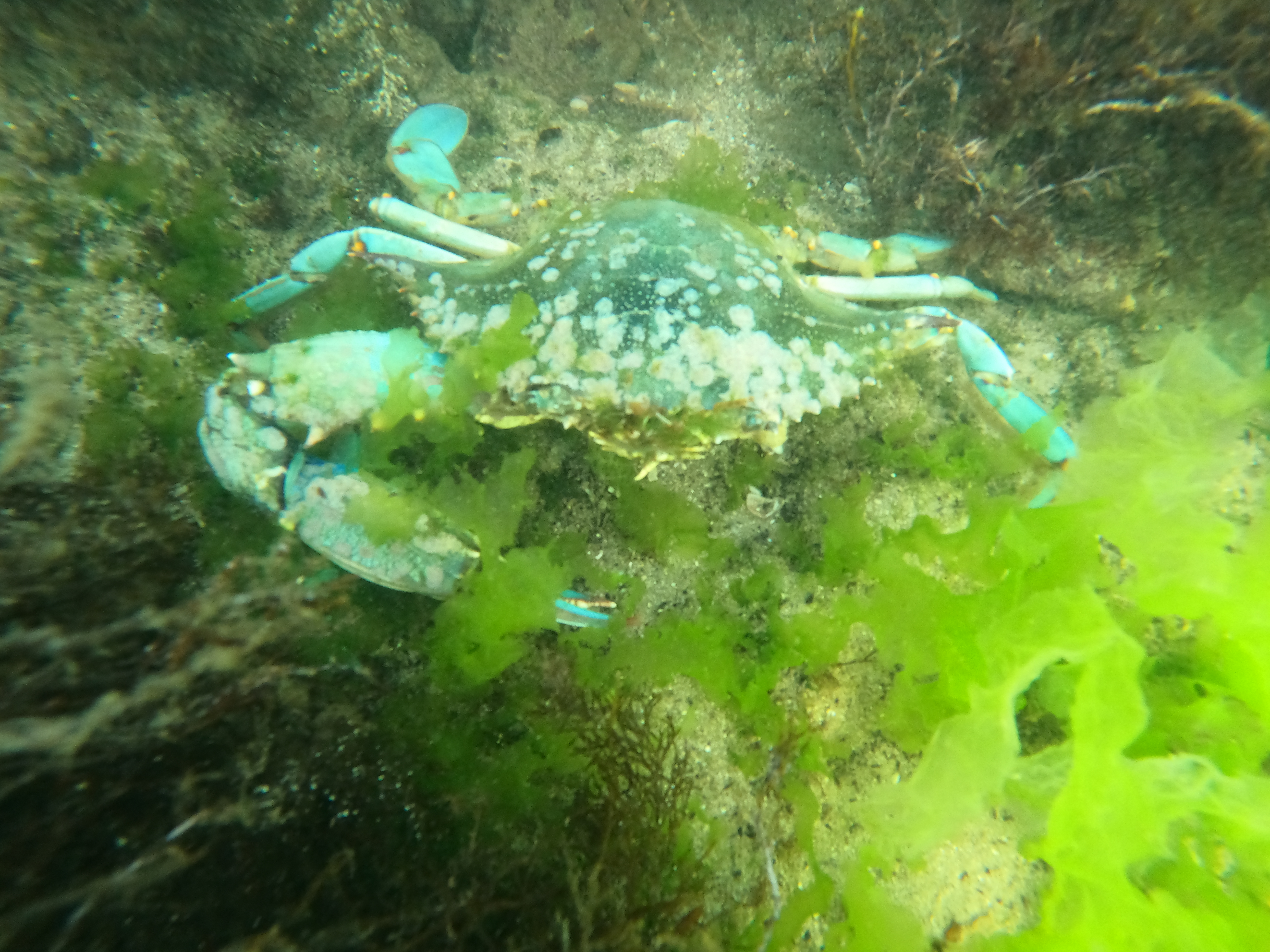 Blue crab