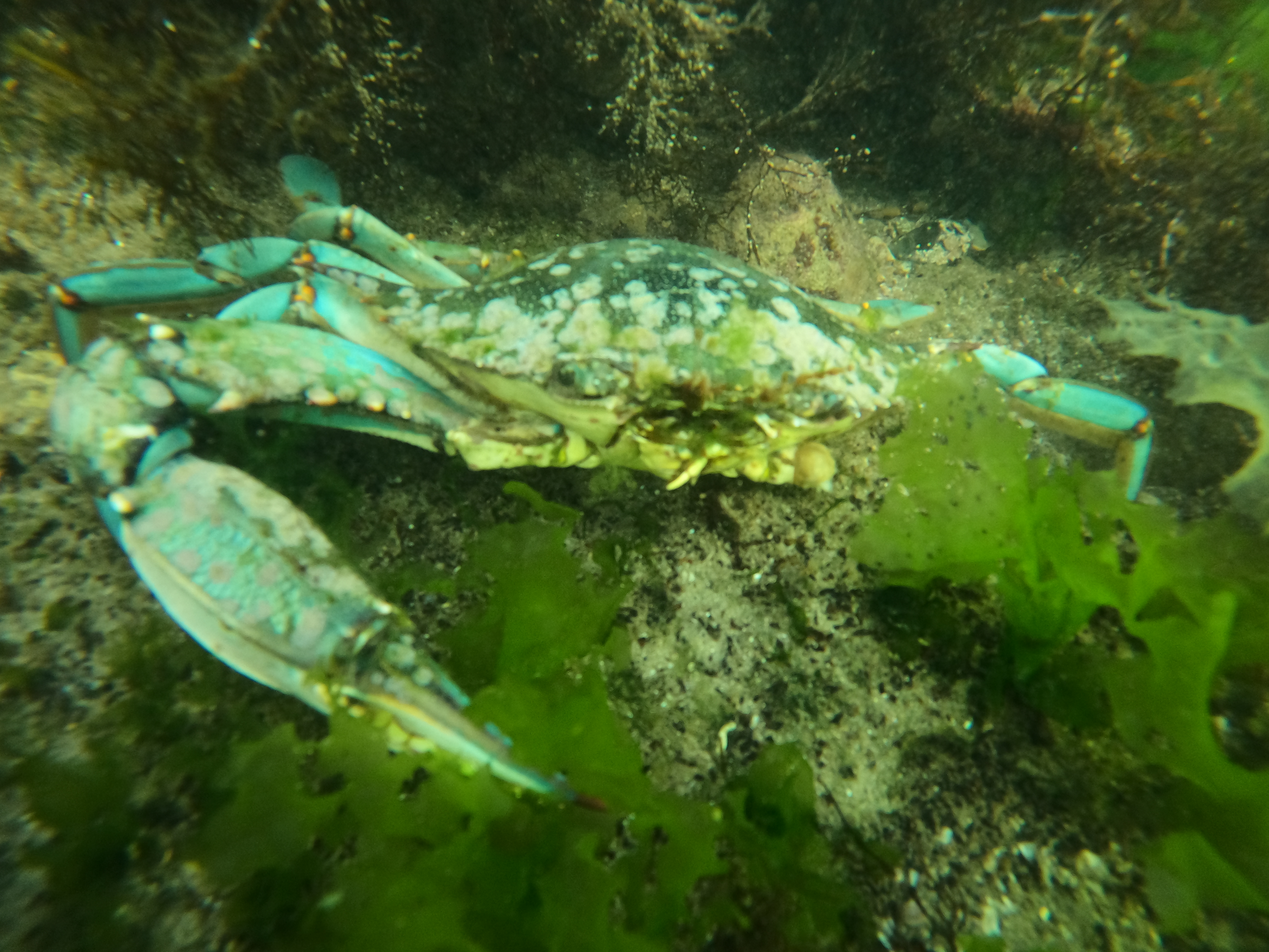 Blue crab